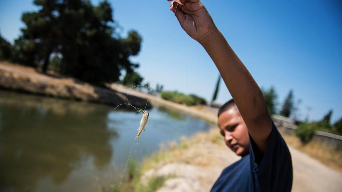 Ignasio Rodriguez, 12, of Atwater holds up a fish caught in an irrigation canal along East Bellevue Road while fishing in Atwater, Calif., on Thursday, July 28, 2016.