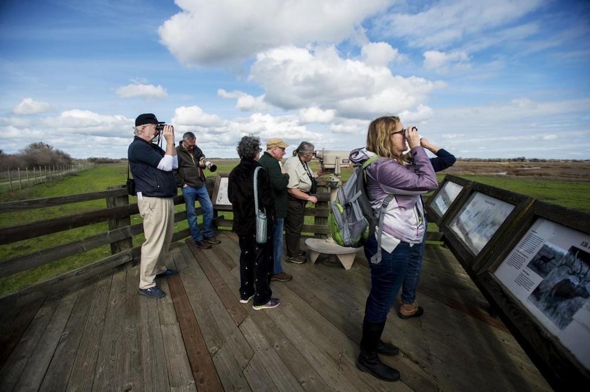 Visitors look at waterfowl and tule elk from a platform along the elk tour route at the San Luis National Wildlife Refuge in Los Banos on Saturday.