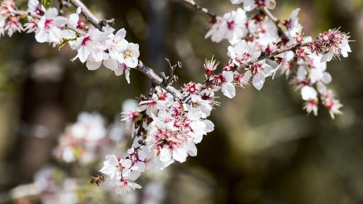 A honey bee moves from flower to flower as almond trees bloom on a farm off of South Bear Creek Drive in Merced, Calif., on Wednesday, March 8, 2017.