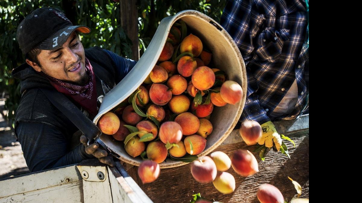 
Juan Carlos Manuel of Merced empties a container of freshly picked peaches at Weimer Farms in Atwater on Thursday. Assembly Bill 20 would allow undocumented agricultural workers to acquire a work permit in California.
