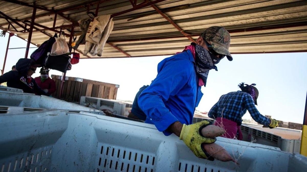 Workers harvest sweet potatoes Livingston in this 2015 file photo. President Donald Trump's hard line against immigrants in the U.S. illegally has sent a chill through the nation's agricultural industry, which fears a crackdown will deprive it of the labor it needs to plant, grow and pick the crops that feed the country.