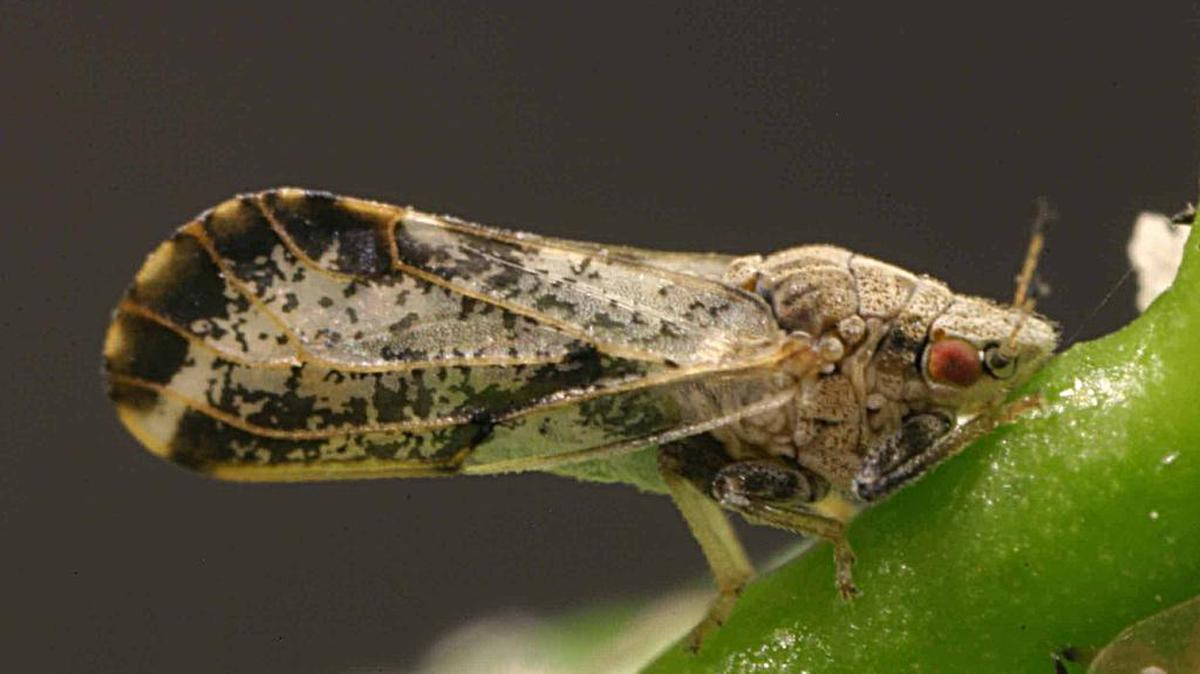 The deadly citrus psyllid has been discovered near the outskirts of the central San Joaquin Valley’s verdant citrus region, threatening the industry with very real disaster.