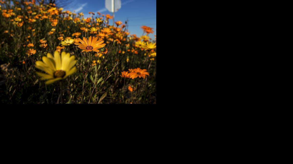 
Wildflowers bloom off of Olive Avenue in Atwater on Friday.
