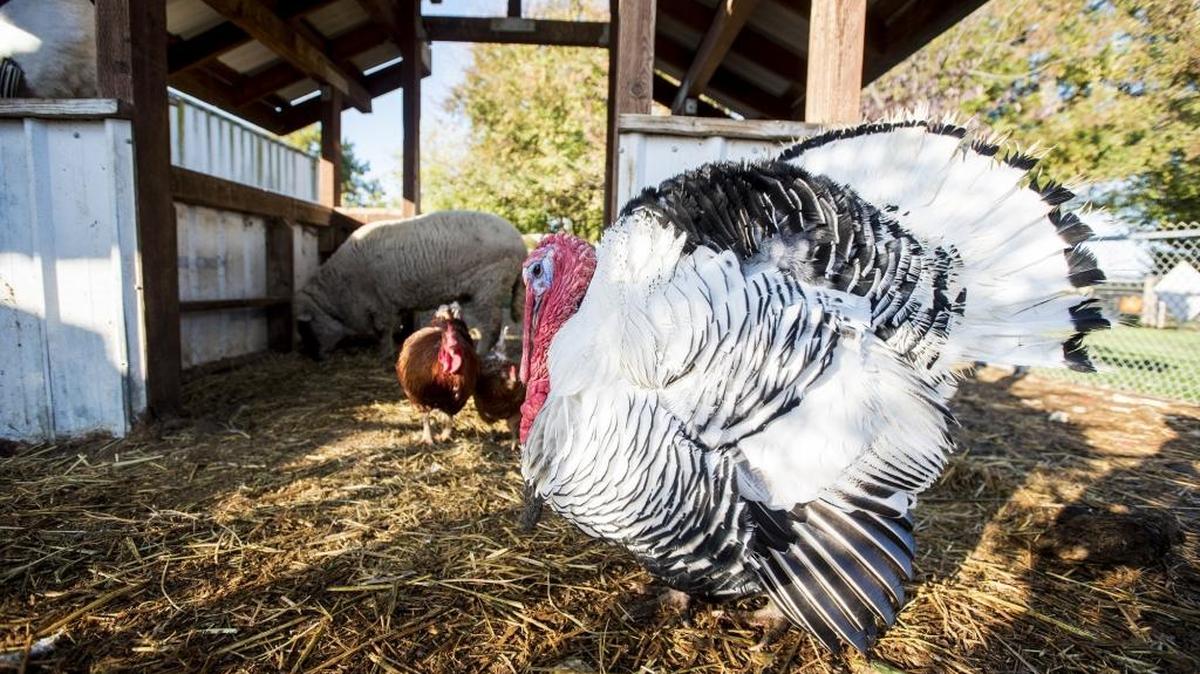 Tom, a Royal Palm turkey, struts Wednesday around the pen with other livestock at the Merced Fruit Barn on East Highway 140 in Merced.