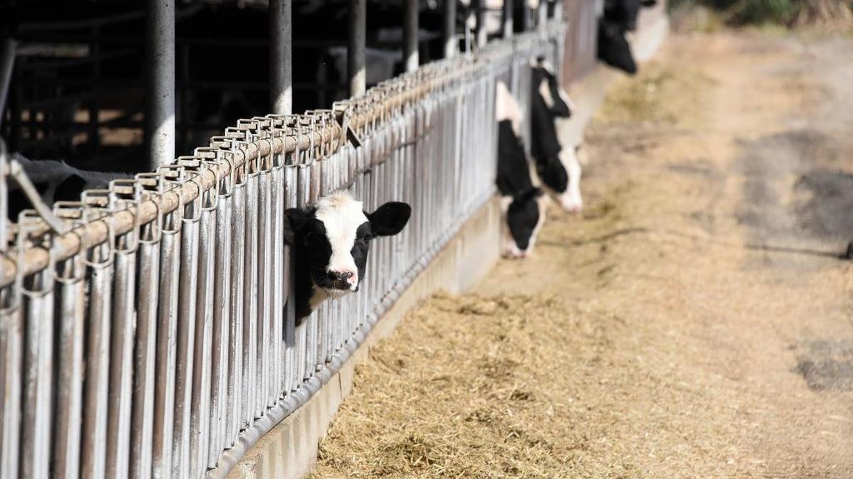 Cows feed on hay at the Floriano dairy outside Merced on Tuesday, Oct. 11, 2016. In 2015, Merced County was the No. 2 dairy-producing county, making more than 15 percent of the state’s milk, according to the California Department of Food and Agriculture.
