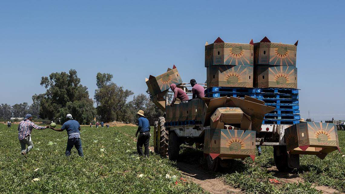 Drought cost California’s ag industry $1.1 billion last year, UC Merced researchers say