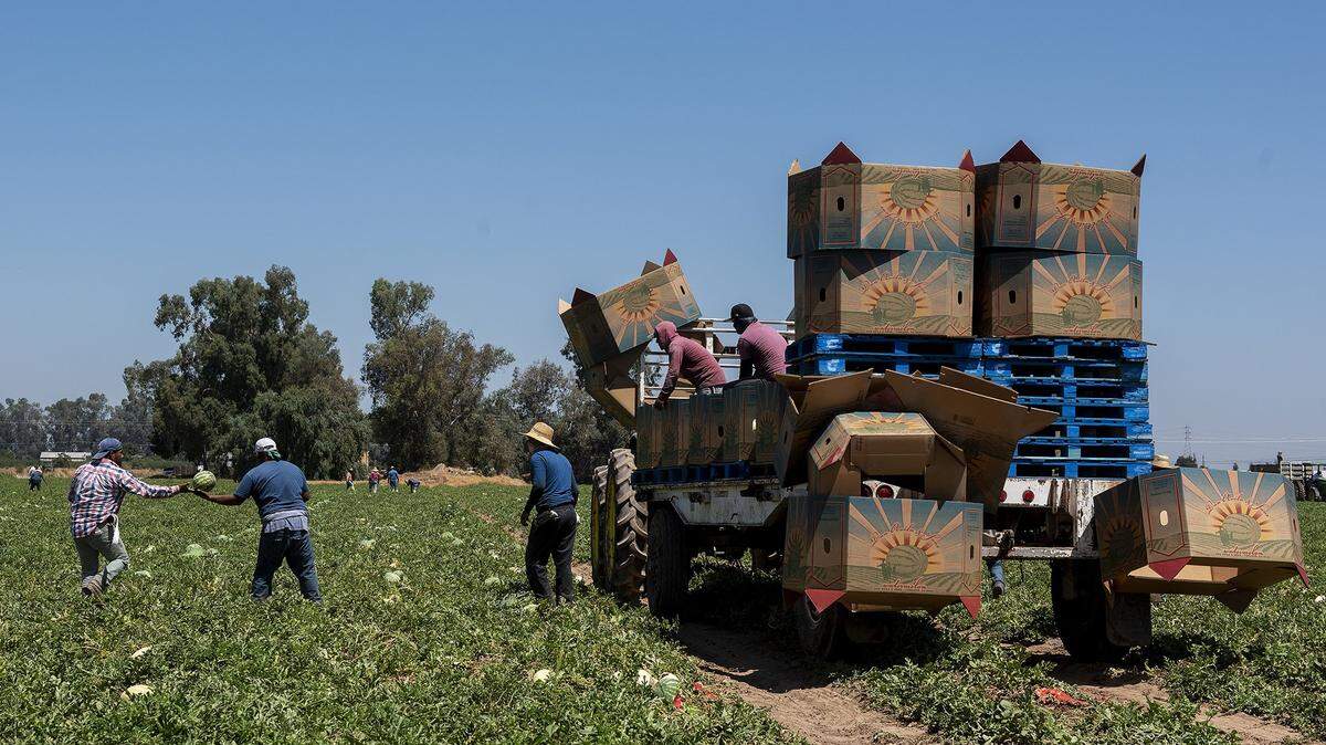 Watermelons are harvested from farmland near the intersections of Green Sands Avenue and Gurr Road in Atwater, Calif., on Thursday, Aug. 6, 2020.