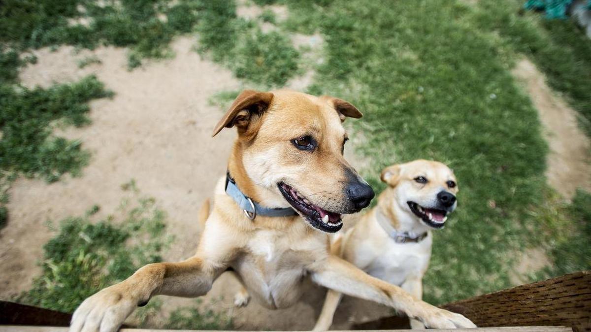 Dogs Jack Jack, left, and companion Coco await adoption at the Merced SPCA shelter at 1021 East Childs Ave. in Merced, Calif., on Tuesday, May 3, 2016. The shelter is looking for more help and support from the community to continue operating.