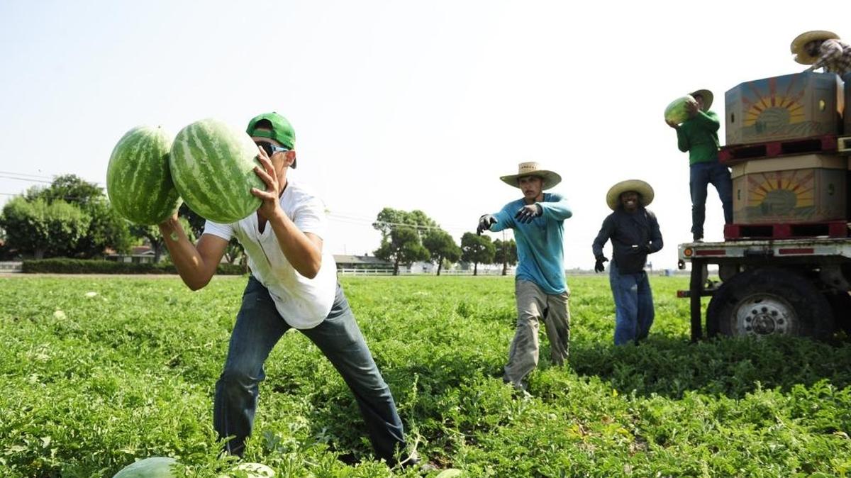 Osiel Avila, 25, catches two watermelons as hundreds of workers harvested watermelons at a field on Highway 140 in August 2014. Seasonal farm and manufacturing jobs helped fuel a dip in unemployment in Merced County last month.