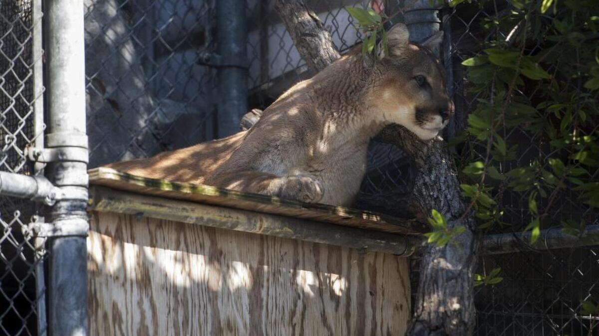 Mac, a cougar at the Applegate Park Zoo, looks at visitors prior to the Applegate Park Zoo "Zooper Bowl" event in Merced, Calif., Saturday, Feb. 6, 2016. Mac, as well as a group of goats, were called upon to make a prediction of who will win Super Bowl 50 which will be played by the Carolina Panthers and the Denver Broncos on Sunday, Feb. 7.