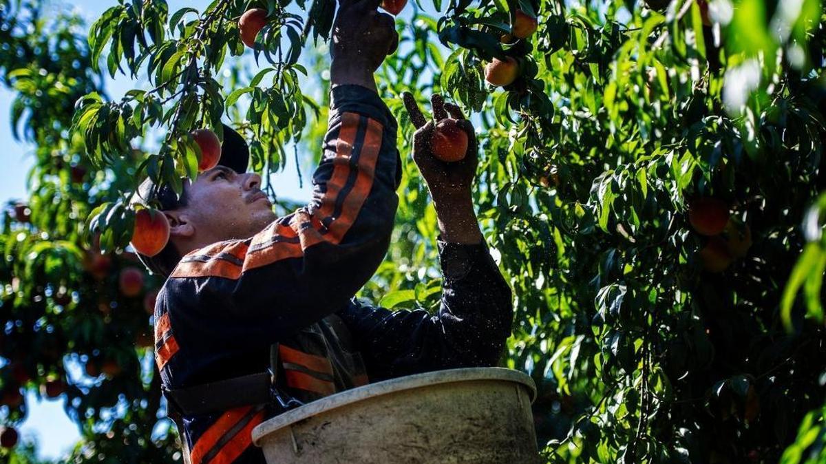 Merced Irrigation District officials said staff members took into consideration the mix of crops, debt expenses, groundwater pumping and the cost to relicense New Exchequer Dam when setting a price point for irrigation water this year. Here, Ranferi Medoza of Merced picks peaches at an Atwater orchard in July. In March of last year, MID said it wouldn’t have any water for farmers.