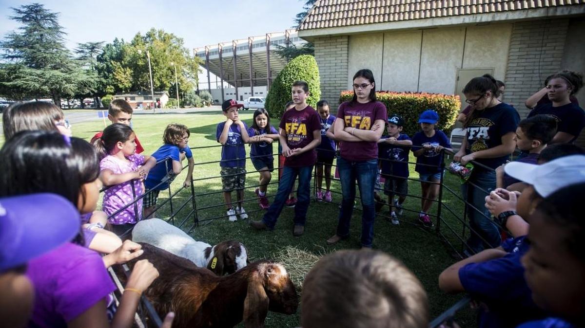 
Golden Valley High School freshman Josh Heupel, left, and junior Tara Drake, right, teach Donn B. Chenoweth Elementary School students about goats during the annual FARM2U Day presented by the Merced County Farm Bureau at the Merced County Fairgrounds in Merced, Calif., Thursday, Oct. 8, 2015. The event is held to educate area students about how their food is produced in Merced County.
