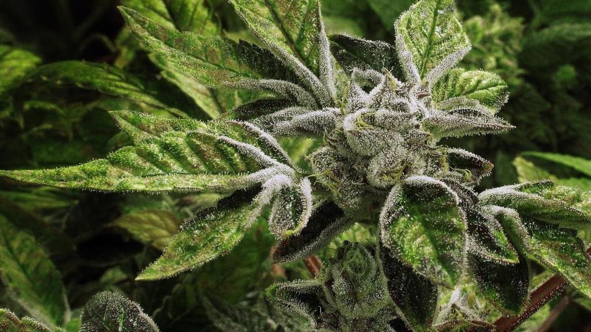The San Luis Obispo County Board of Supervisors voted 4-1 at its Tuesday, June 20, 2023, meeting lower to the county’s cannabis business tax rate.