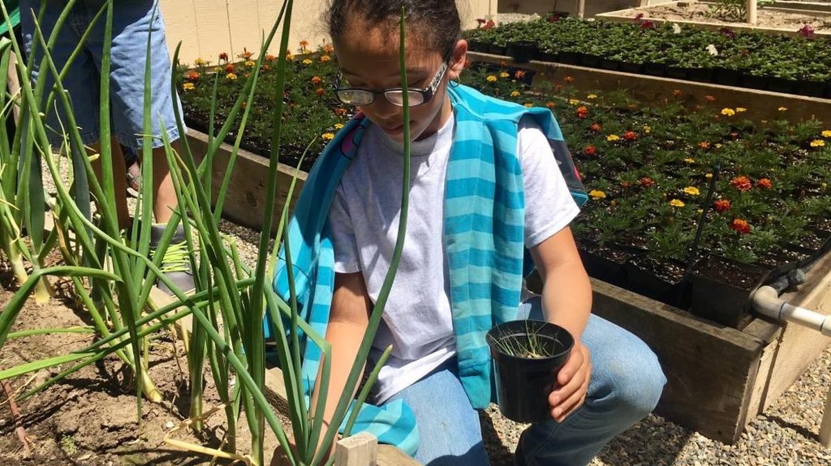 Students at Charles Wright Elementary School work with teacher Jaime Enriquez on the school’s garden.