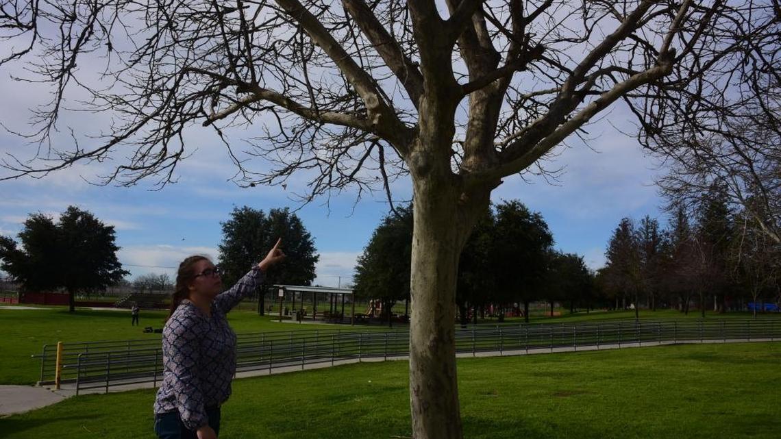 Delhi High School FFA student Jazmin Vierra, 17, points Wednesday to where she found a rope thought to be used to hang a pig on Sunday.