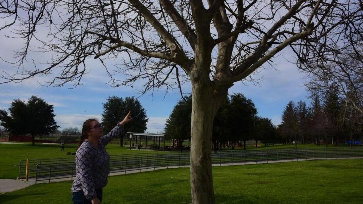 Delhi High School FFA student Jazmin Vierra, 17, points Wednesday to where she found a rope thought to be used to hang a pig on Sunday.