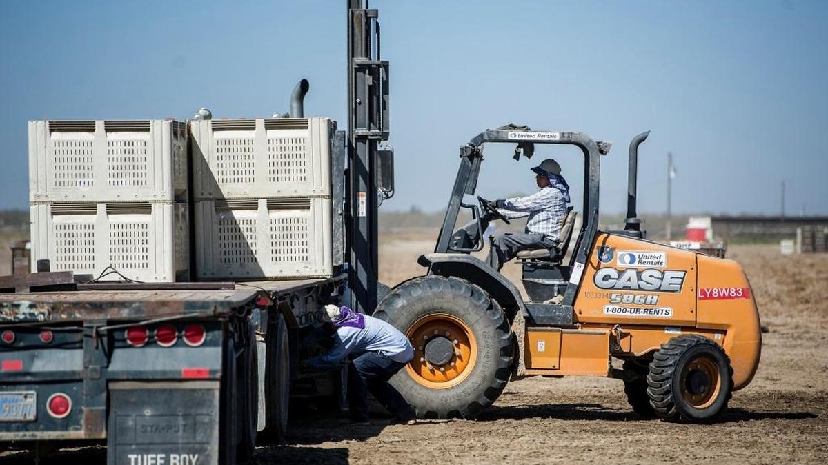 Containers of sweet potatoes are loaded onto a truck at Quail H Farms in Livingston. The first day of fall experienced temperatures above 90 degrees.