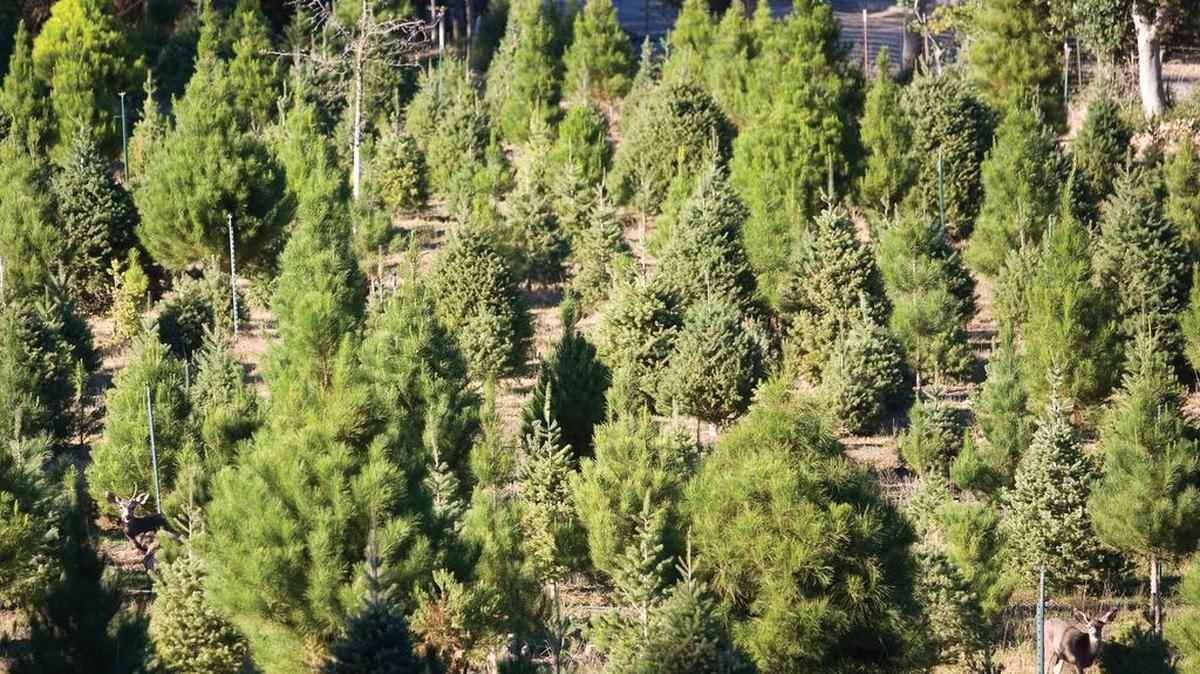 A privately owned deer farm in the Coastal range in California.