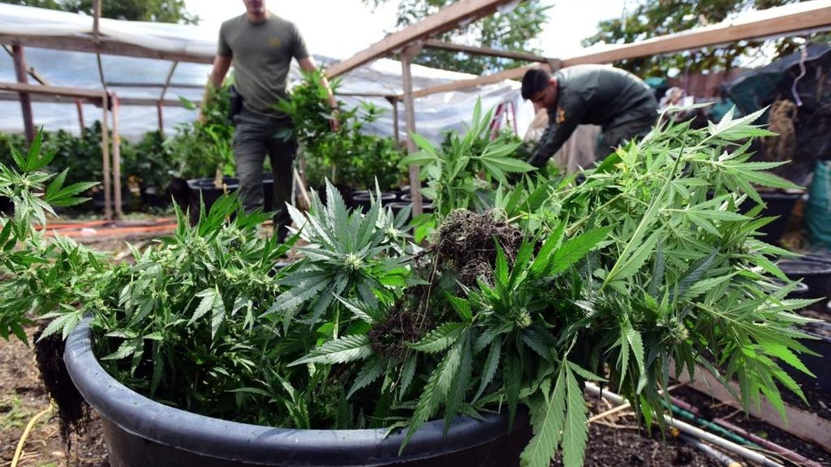 Merced County Sheriff’s deputies cleared out a “commercial grow” of more than 600 marijuana plants in the El Nido area. Starting in January, using marijuana recreationally will be legal in California. Merced is trying to figure out how it will regulate the intoxicant.
