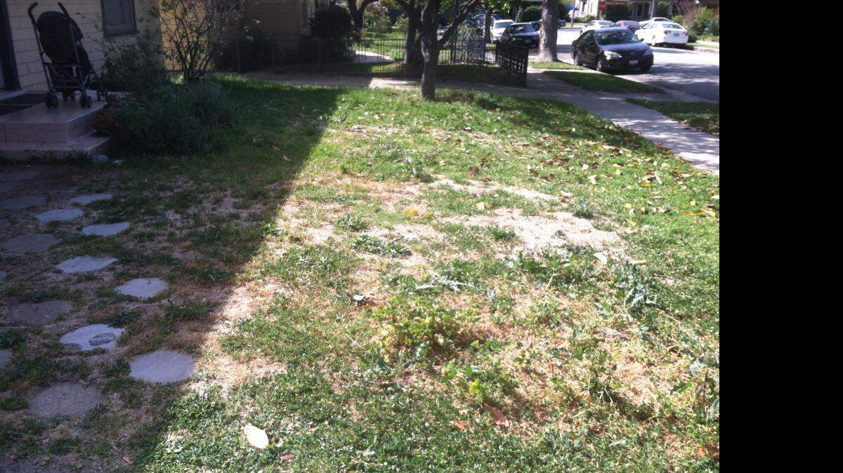 
Half of Joe Mathews’ front lawn in South Pasadena is turning brown. He wants more guidance on how to save water and keep his lot presentable. 
