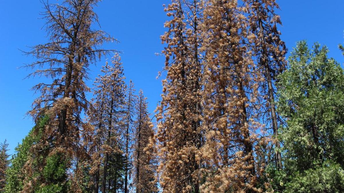 Dead trees are pictured in the Stanislaus National Forest south of Highway 108 in 2016.