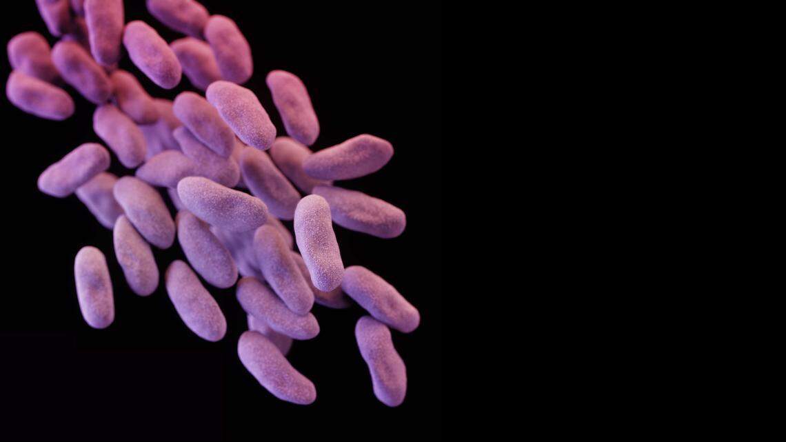 This illustration depicts a three-dimensional computer-generated image of a group of CRE bacteria. At UCLA Medical Center, exposure to drug-resistant “nightmare bacteria” may have endangered as many as 179 patients and is suspected in at least two deaths.<252><252><252>