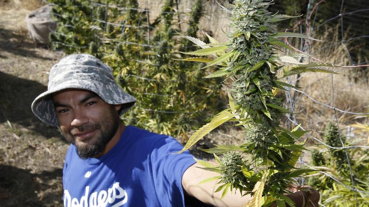 A worker in a marijuana patch near Garberville holds up a high-potency strain of marijuana. Recreational weed was legalized in California on Nov. 8.