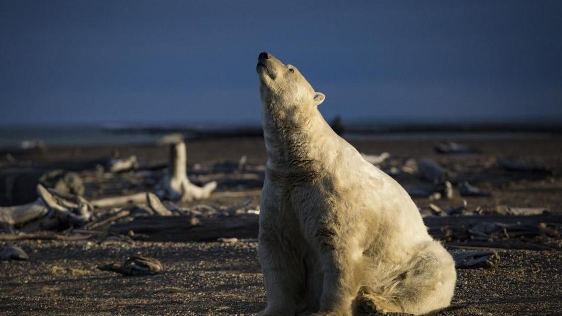 A polar bear in Kaktovik, Alaska, Sept. 11, 2016 is roaming the town because the sea ice on which it relies for hunting seals is receding beyond reach.