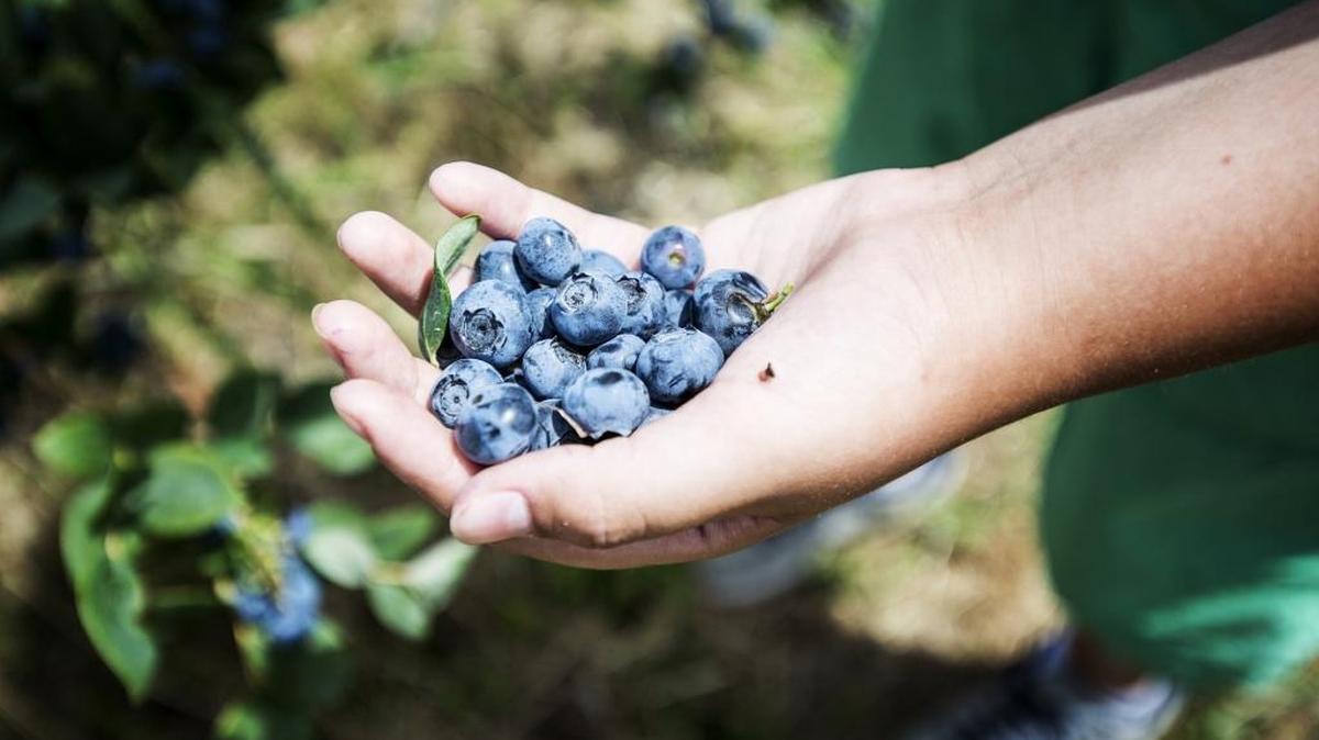 Organic blueberries, grown near Ballico, are at peak ripeness. Without Merced River irrigation water, they would wither and die.