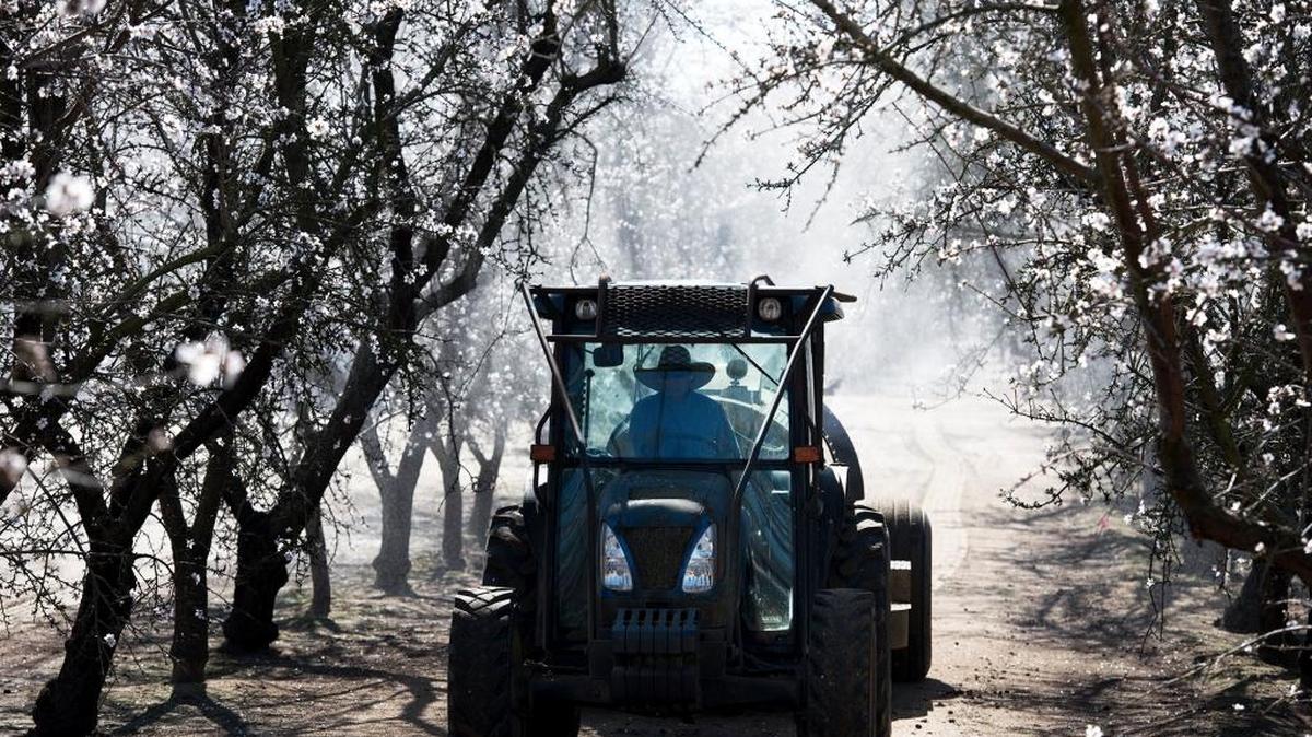 An almond orchard near Turlock is sprayed in March 2018.