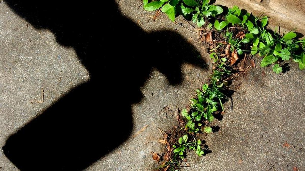Shadow of a bottle of the world’s most popular weed killer, which contains glyphosate, which is now on the Proposition 65 list of dangerous chemicals.