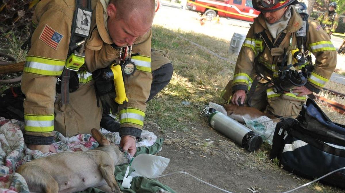 Merced City firefighter Josh Simmons, left, and Capt. Kevin Filgas place oxygen masks on two small Chihuahua-mix dogs that were rescued from a house fire at 20th and R Streets in 2010.