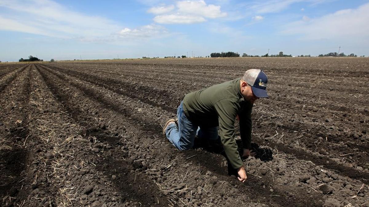 Gino Celli checks the moisture of land just planted with corn seed near Stockton in May 2015.