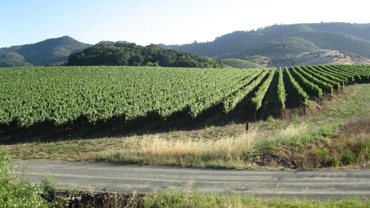 Napa Valley vineyards, seen from the Napa Valley wine train in October 2013, is emblematic of California agriculture’s evolution. It has grown in recent decades into a world-famous region for growing wine grapes.