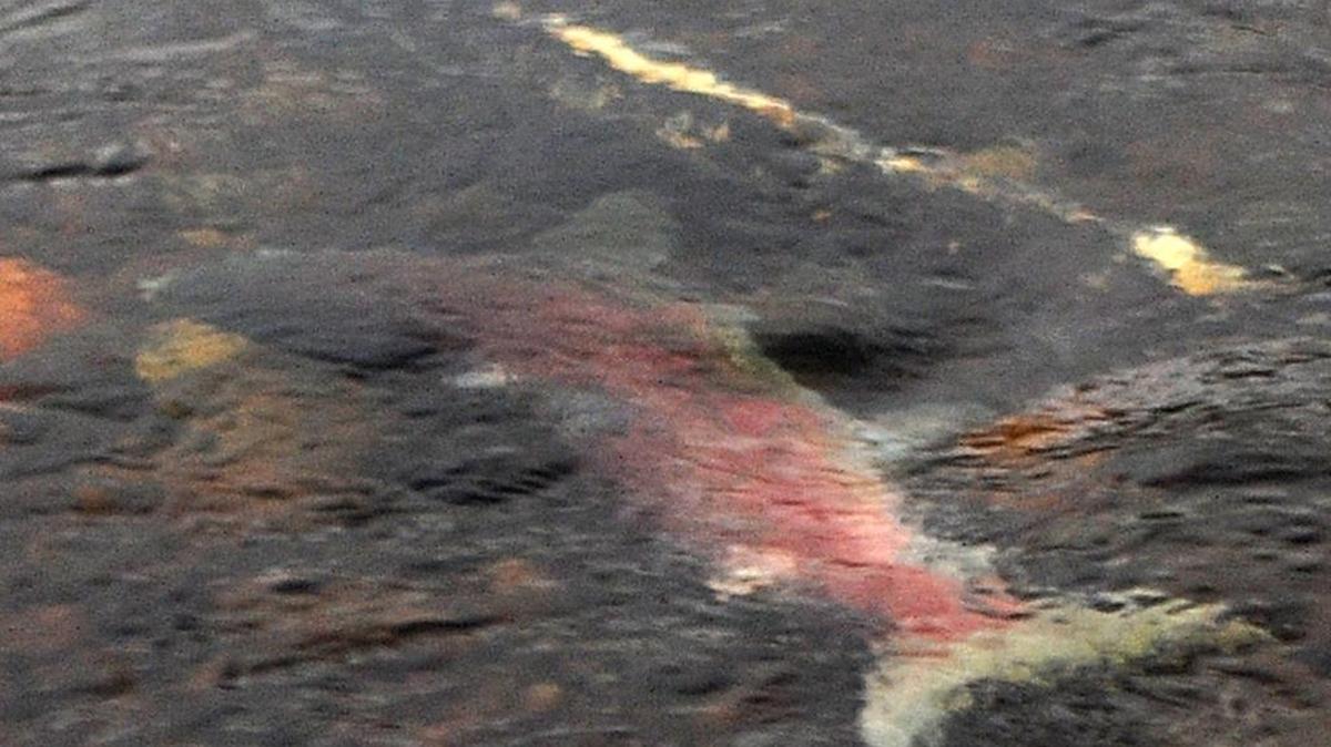 A pair of salmon spawn in the gravel beds of the Tuolumne River near LaGrange.