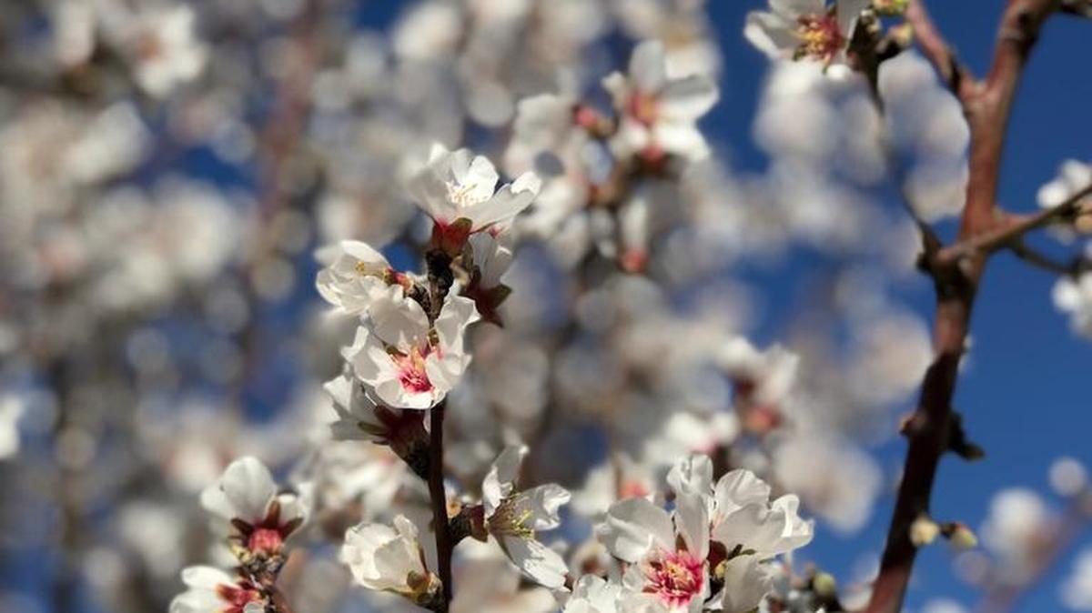 Almond trees bloom on the Betancourt farm.
