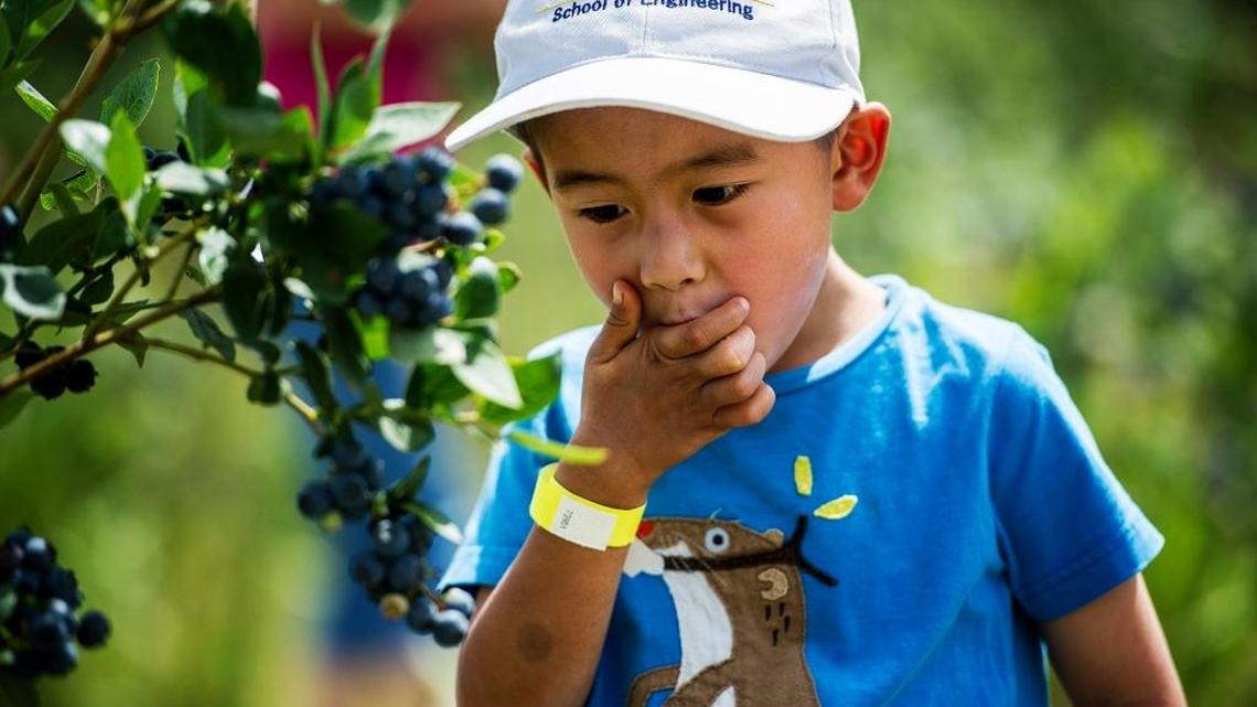 William Guo, 4, of Merced eats blueberries during the annual Merced River Fair in Livingston in 2015. The state water board, under the guise of more water for the environment, plans to take water now benefiting local farms and providing drinking water and recreation for the community.