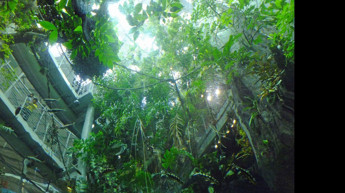 
The California Academy of Sciences in San Francisco’s Golden Gate Park boasts the largest re-creation of an Amazonian rainforest in the world. 
