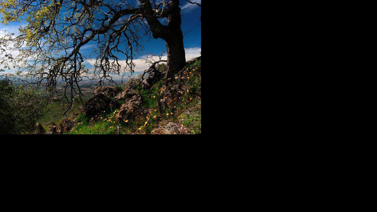
Tivy Mountain Preserve is located 25 miles east of Fresno. Tivy Mountain rises above the Kings River and Pine Flat Reservoir.
