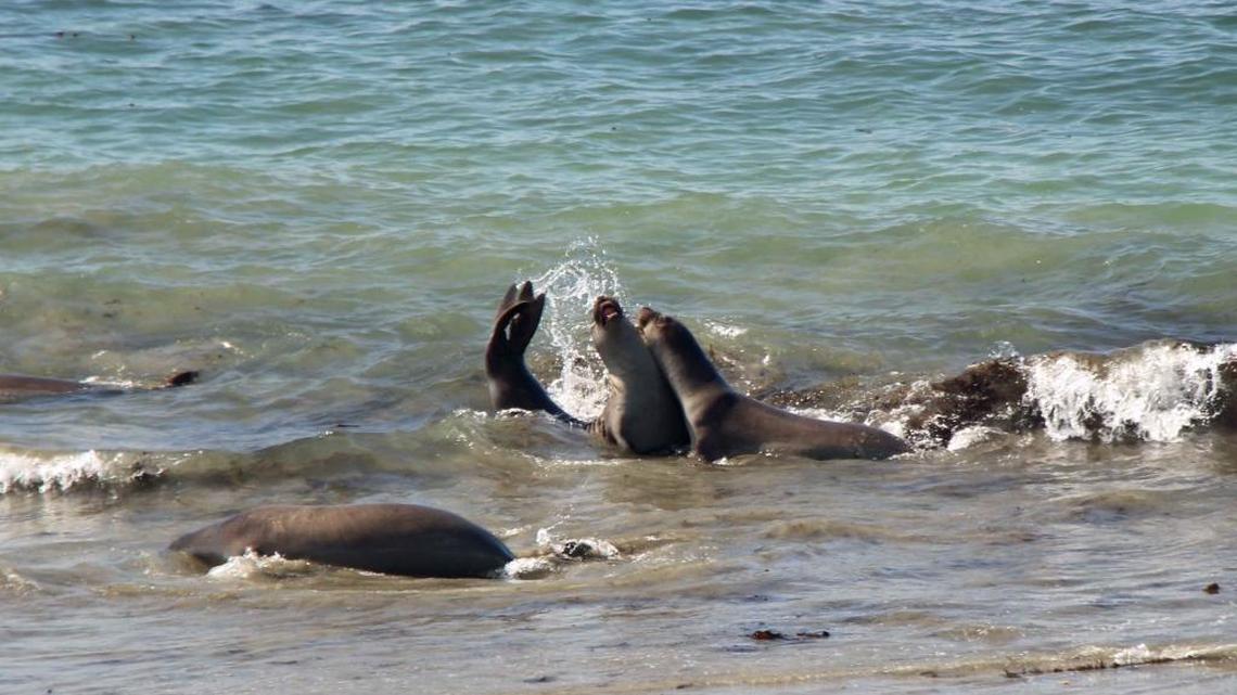 Blauert on Outdoors: Cambria-San Simeon area a great place to escape