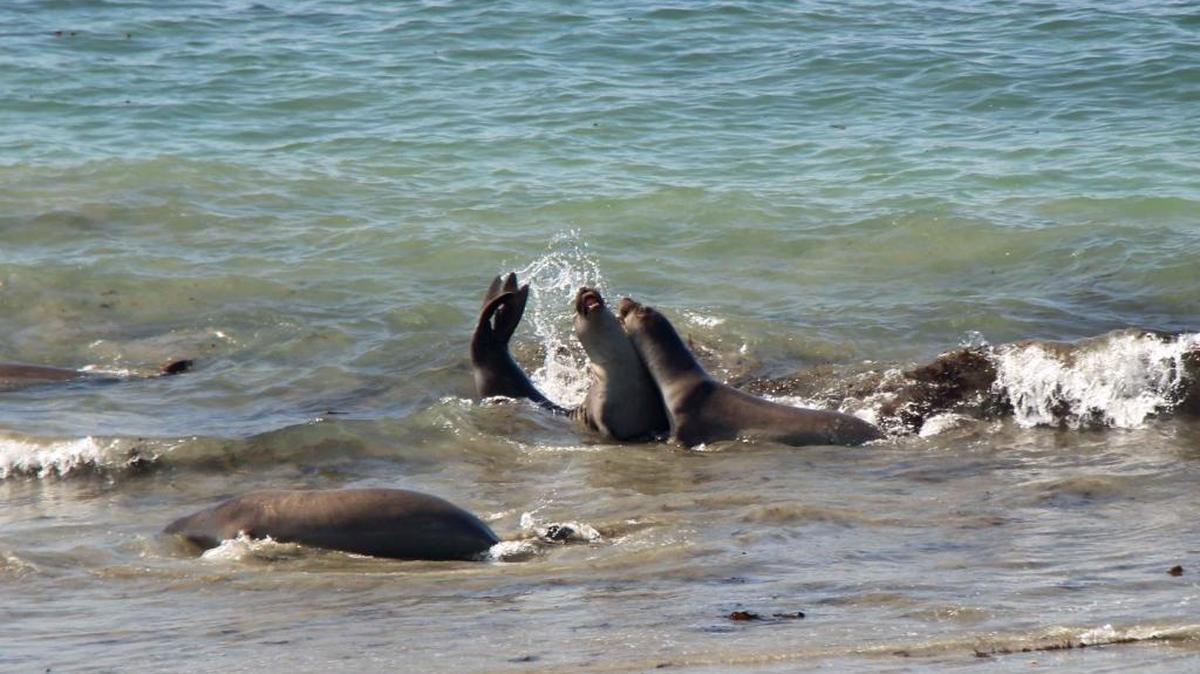 Cambria-San Simeon area is another ideal getaway. In addition to the iconic Hearst Castle, it offers beaches, trails, an extensive variety of wineries, excellent dining, great weather and a huge population of elephant seals.