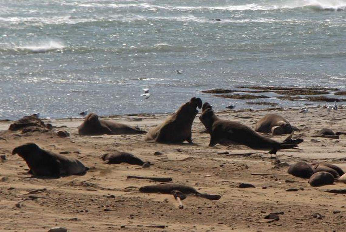 Ano Nuevo elephant seals