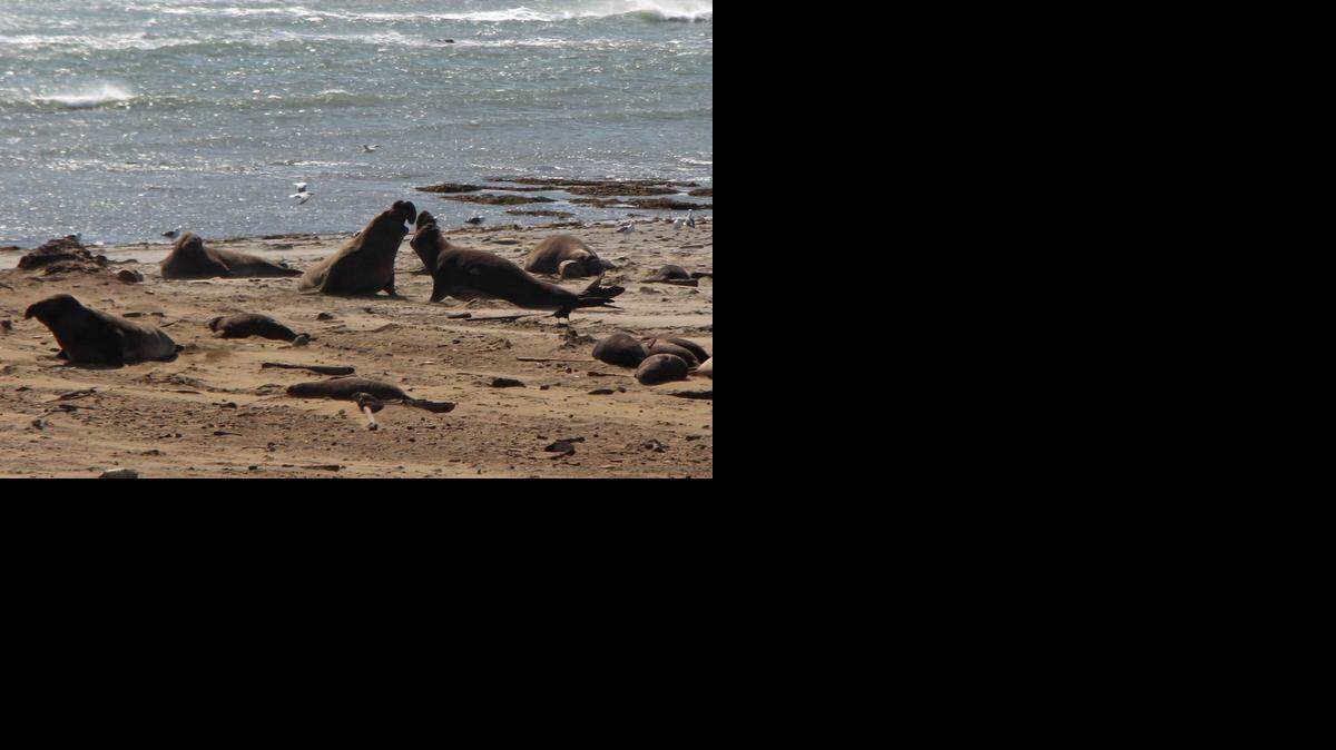 
Ano Nuevo elephant seals
