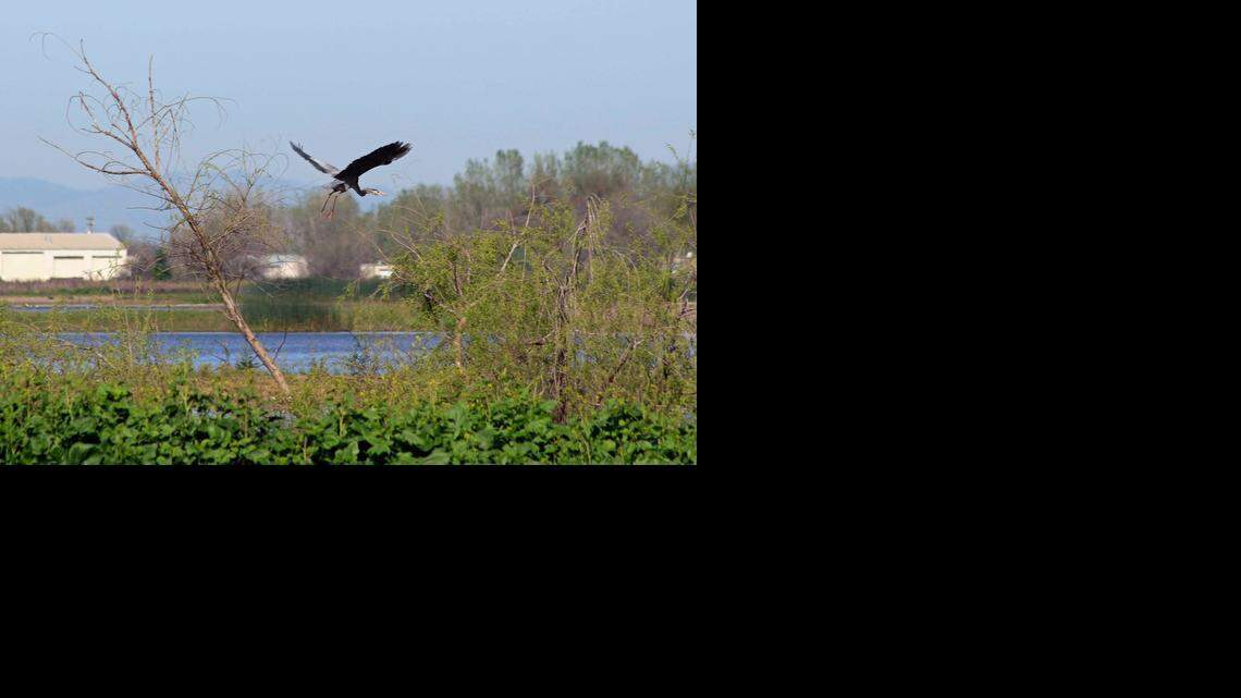 Blauert on Outdoors: Plenty to see at Merced National Wildlife Refuge