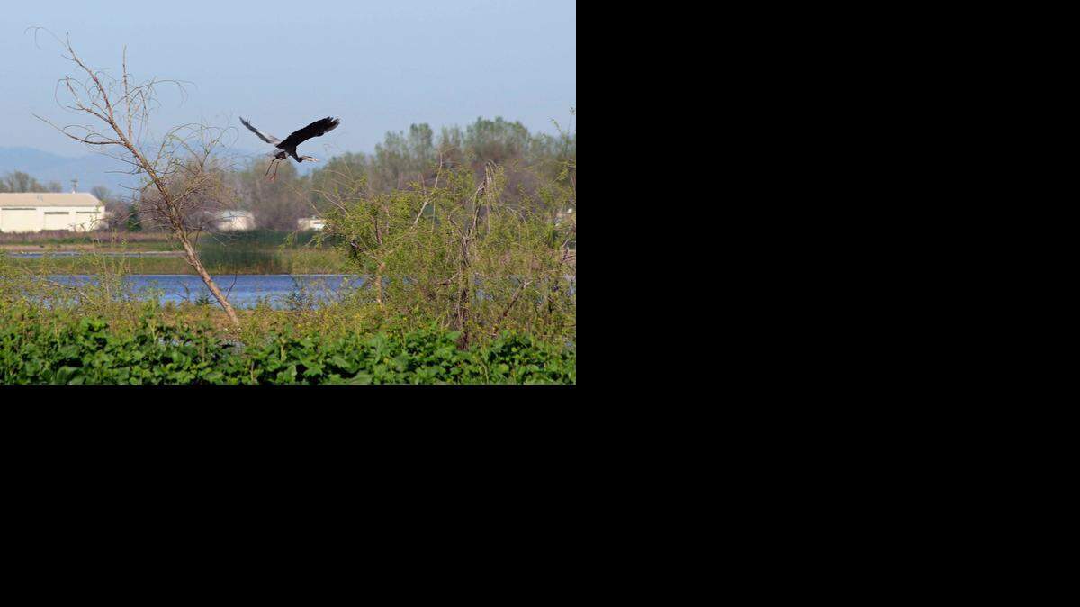 Blue herons are among the many types of birds on display at the Merced National Wildlife Refuge.