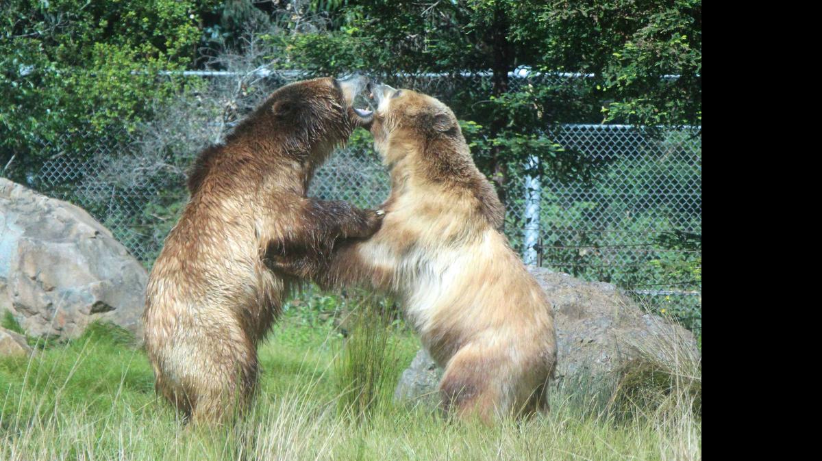 Two grizzly bears, who are sisters, play at the San Francisco Zoo.