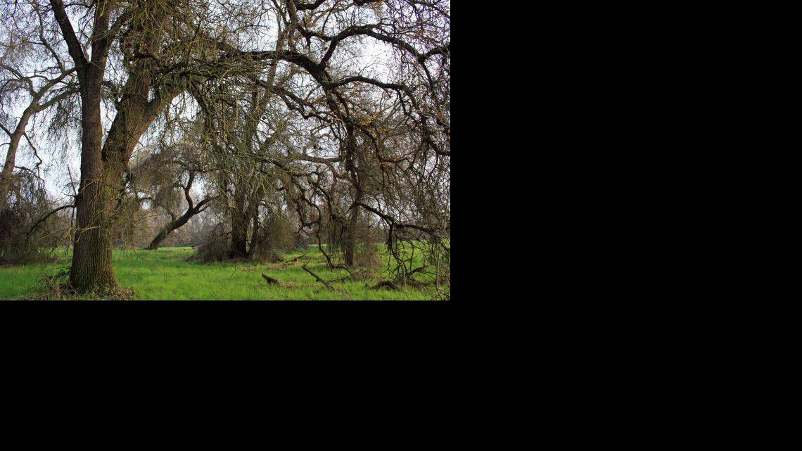 Blauert on Outdoors: Kaweah Oaks Preserve worth the trip