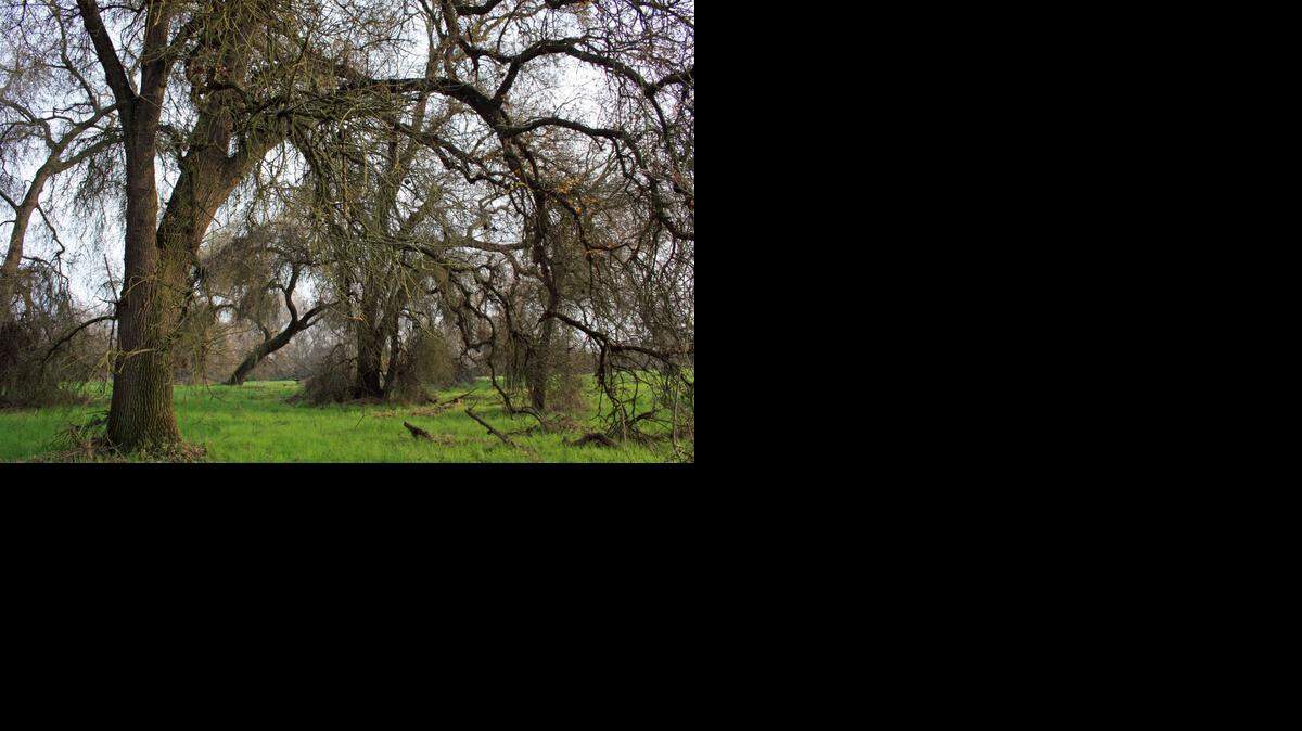 
The Kaweah Oaks Preserve protects one of the remnants of a vast forest of valley oaks that once stretched from just west of Sequoia National Park down into the southern San Joaquin Valley.
