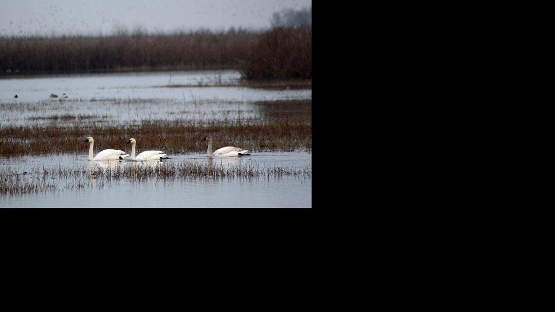 Water is scarce at refuge, but there are still birds aplenty