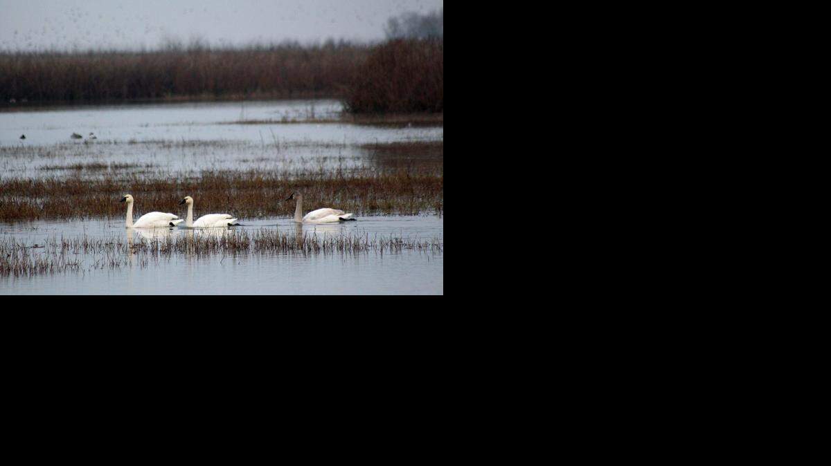 The drought has affected water levels at the Merced National Wildlife Refuge, 30 miles outside the city. Here some tundra swans take advantage of the water that is available.